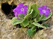 30 Primula Albenensis  (Primula del Monte Alben) nei pressi del Bivacco Plana (1280 m)